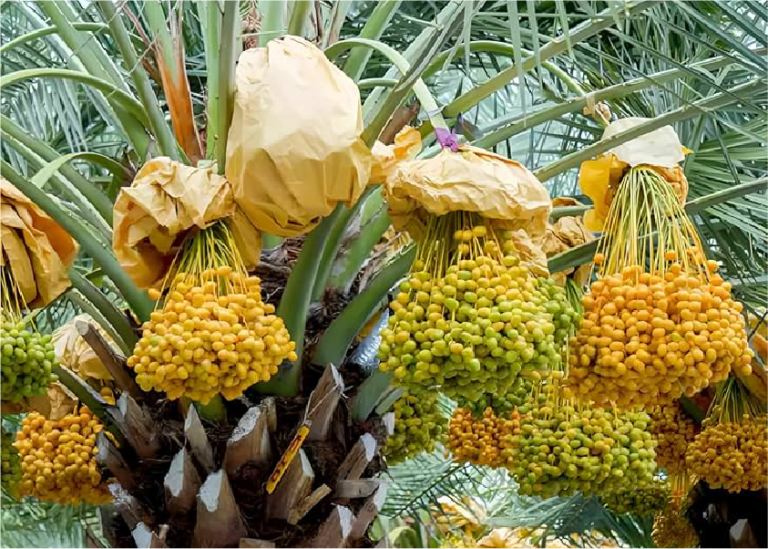 Fresh dates on palm tree